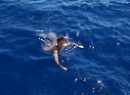 Segeln