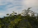 Heuberg 2019