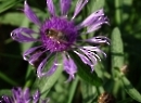Schlenken 2019