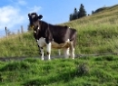 Schlenken 2019
