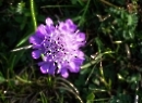 Schlenken 2019