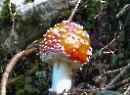 Schlenken 2019