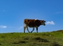 Wieslerhorn 2019