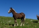 Dürlstein 2021