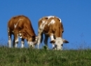 Dürlstein 2021