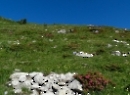 Dürlstein 2021